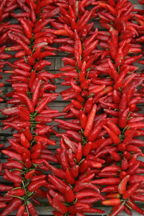 Long Red Pepper