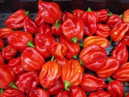 Scotch Bonnet Pepper 1kg