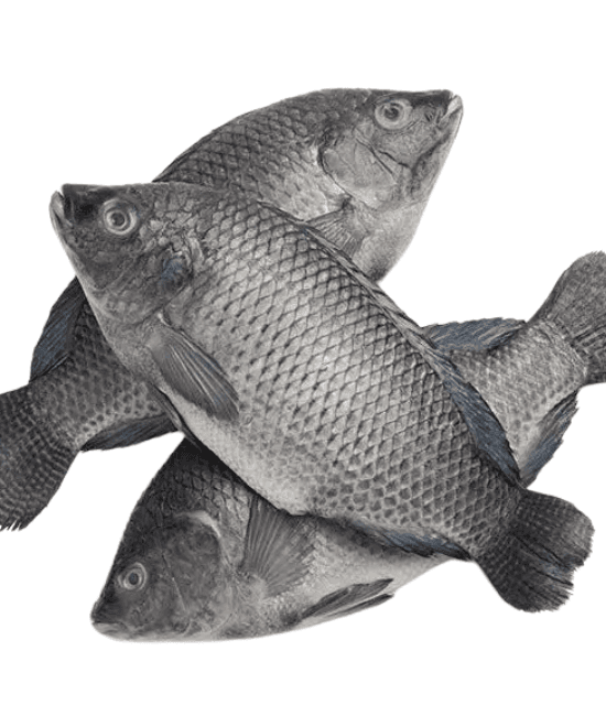 Tilapia