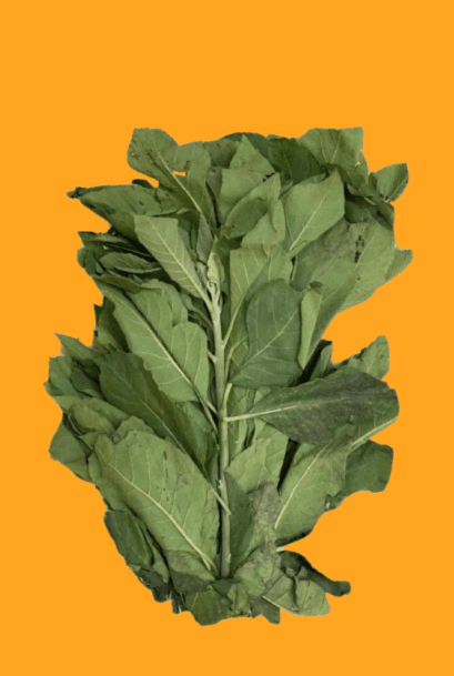 Fresh Bitterleaf