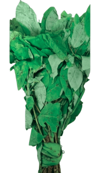 Fresh Oha Leaves
