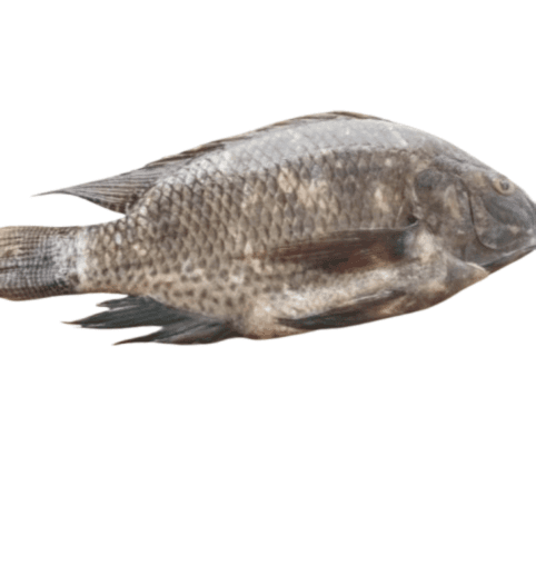 Tilapia