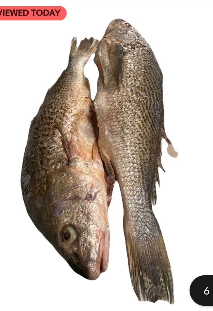 Small Croaker Fish